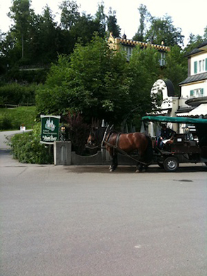Hello horsies!