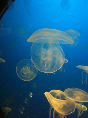 Jellyfish