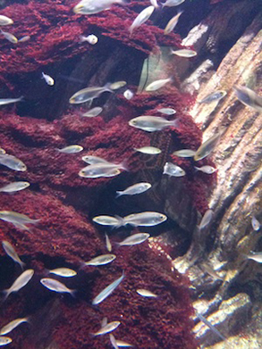 Fishies