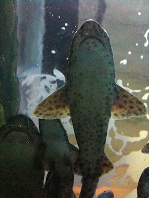 Shark