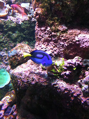 Dory