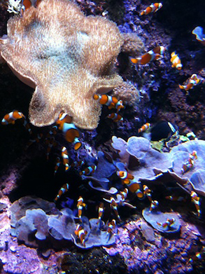 Which one is Nemo?