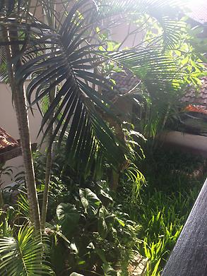 Sunny