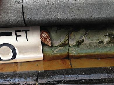 5cm snail