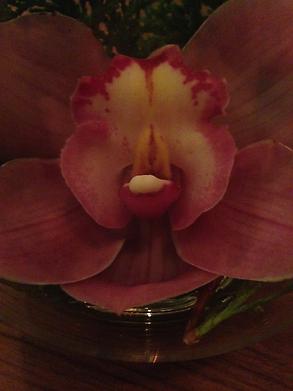 Orchid closeup